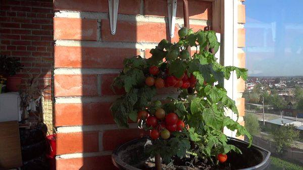 Описание и характеристики сорта томатов балконное чудо с фото