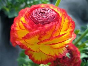 Пионовидные розы  идеальное сочетание красоты и аромата с фото