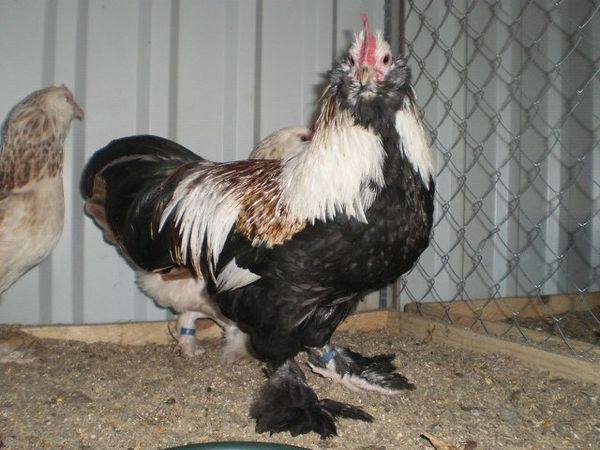 Экстерьер породы: как различить кур, петухов и цыплят