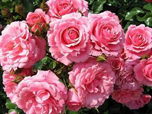 Полиантовые розы  непрерывное цветение весь сезон - фото