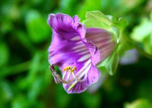 Как вырастить прекрасную лазающую лиану кобею в своем саду - фото