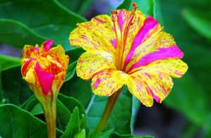 Как вырастить на своем участке цветок мирабилис Ялапа - фото