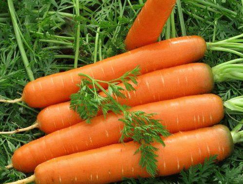 Посадка моркови весной  советы для щедрого урожая с фото