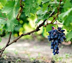 Осень - отличное время сажать виноград: саженцами и черенками с фото
