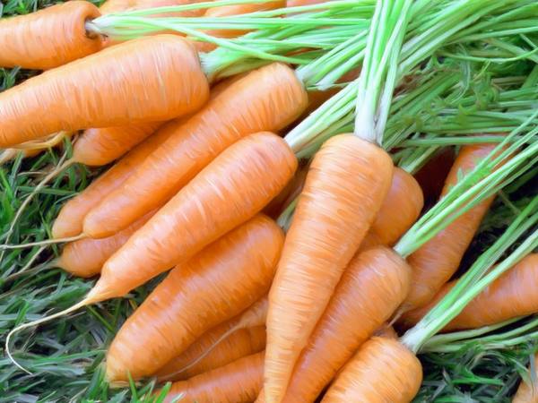 Посев моркови весной с фото