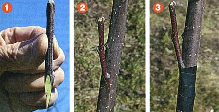 Прививка груши на рябину и не только Опыт садовода с фото