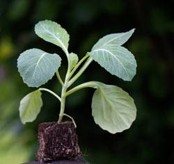 Агротехника выращивания крепкой рассады капусты в домашних условиях с фото