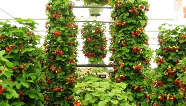 Ремонтантная клубника - выращивание и уход в теплице и открытом грунте с фото