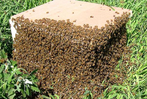Причины роения пчёл - фото