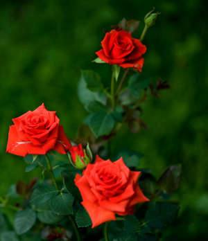 Комнатная роза Кардана микс - секреты правильного ухода - фото