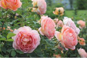 Секреты ухода за розами в весенний период с фото