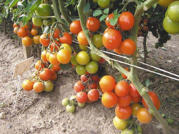 18 самых лучших сортов томатов - фото
