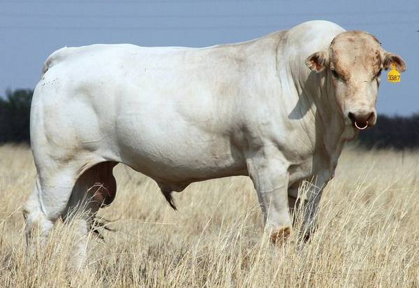 Наибольший бык в мире с фото