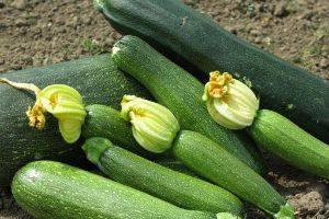 35 лучших урожайных сортов кабачков для посадки в открытый грунт с фото