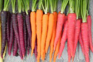 30 самых лучших урожайных сортов моркови - фото