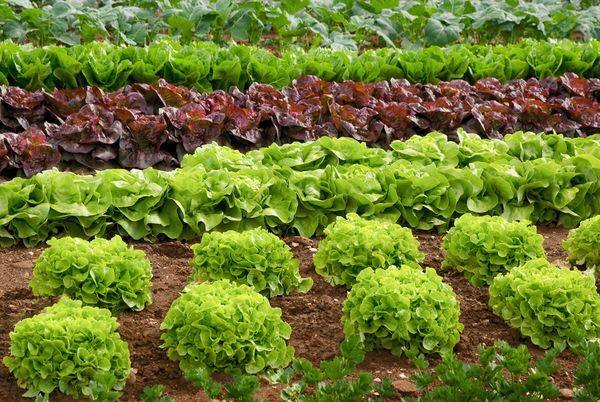 11 лучших сортов салата для открытого грунта и семена к ним - фото