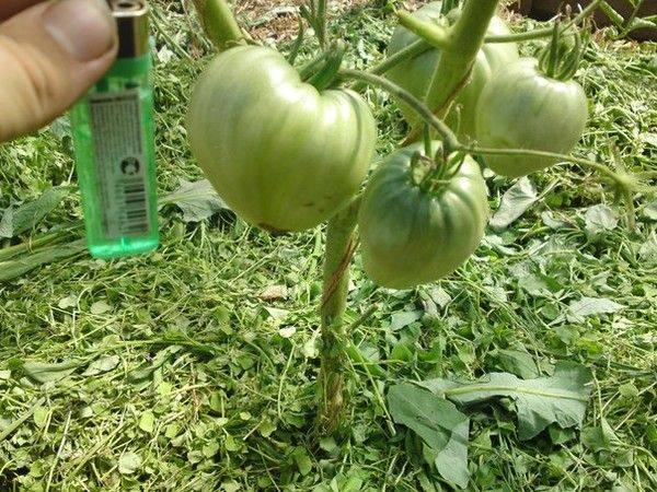 Какие сидераты подходят для томатов - фото