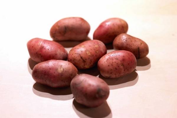 Подробное описание и характеристики картофеля сорта ред фэнтези - фото