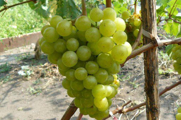 Описание сорта винограда Жемчуг Сабо: преимущества и недостатки - фото