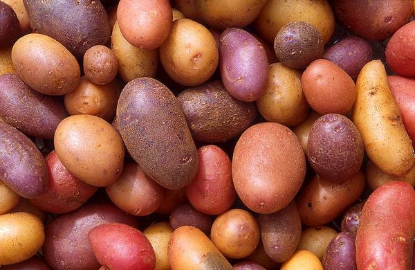 Сорта картофеля - фото