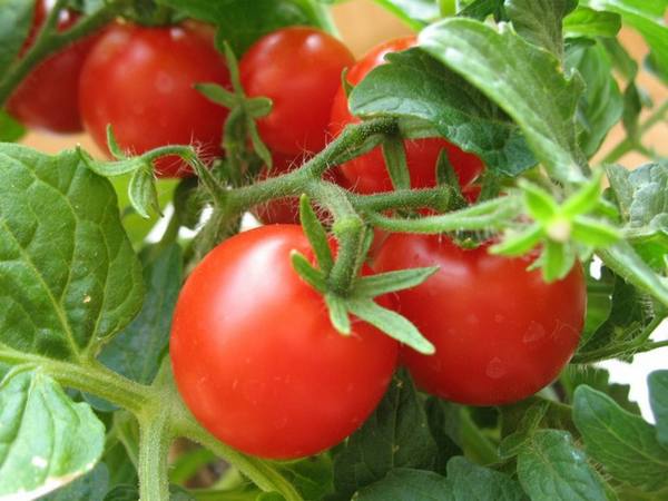 Сорта помидоров, описание и характеристики с фото
