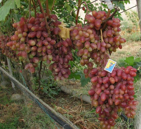 Подробное описание сорта винограда юлиан - фото