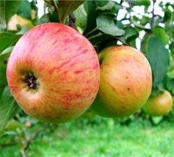 Чем отличаются сорта яблони медуница, лобо, голден делишес? - фото