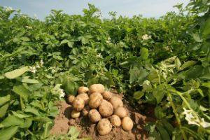 35 лучших урожайных сортов картофеля с фото и описанием с фото