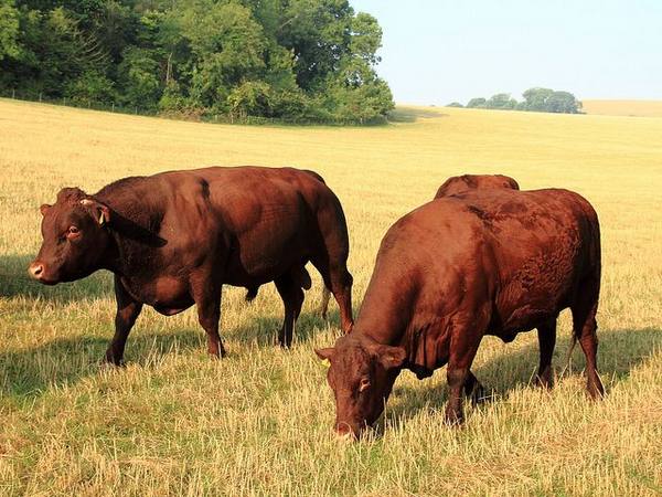 Крупный рогатый скот: способы содержания с фото