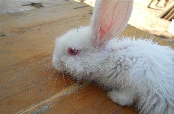 Способы лечения стоматита у кроликов с фото
