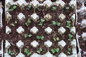 Как правильно выращивать редиску в яичных лотках - фото