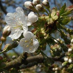 Тля в момент цветения яблони: способы борьбы с фото