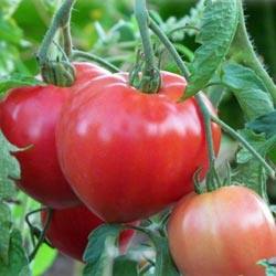 Высокорослый сорт томатов Батяня - фото