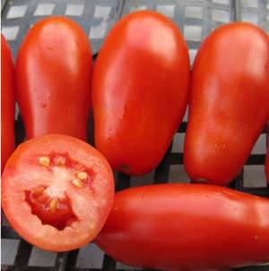 Подробное описание сорта томата Французский Гроздевой с фото