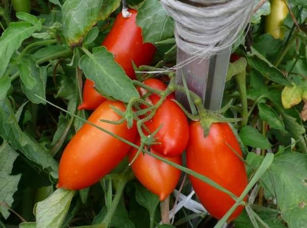 Описание и характеристика раннеспелого сорта томатов каспар - фото