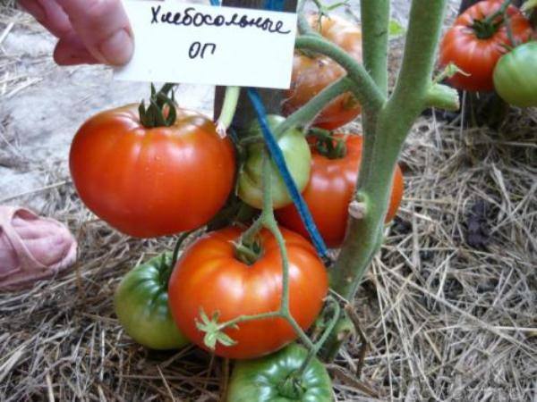 Подробное описание и характеристика сорта томата хлебосольный с фото