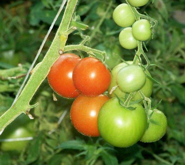 Подробное описание и характеристика сорта томата леопольд - фото