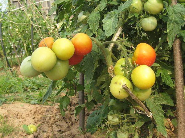 Подробное описание и характеристика сорта томата ляна - фото