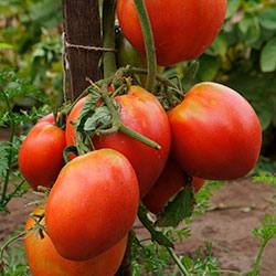 Северный томат  великан Севрюга - фото