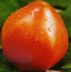 Томат с сибирским характером Описание и особенности помидорного сорта Вельм ... - фото