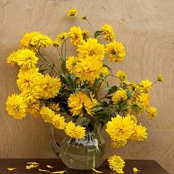 Хитрости выращивания популярного цветка Золотые шары в домашних условиях - фото