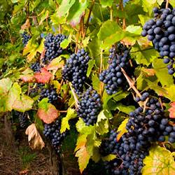 Подкормки для винограда: какие удобрения нужно вносить весной - фото