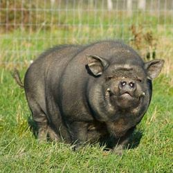 Знакомьтесь, особая порода Вьетнамские вислобрюхие свиньи с фото