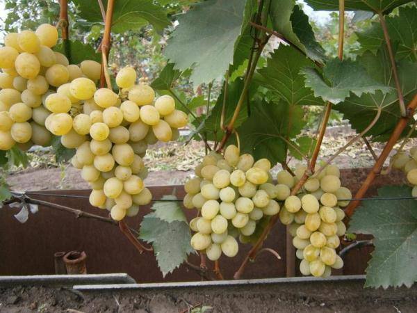 Полное описание сорта винограда августин с фото