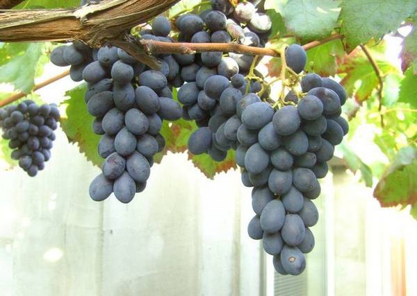 Виноград сорта Блек Гранд - фото
