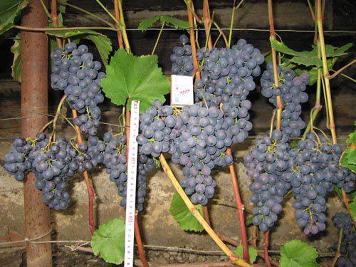 Сорта винограда для новичков с фото