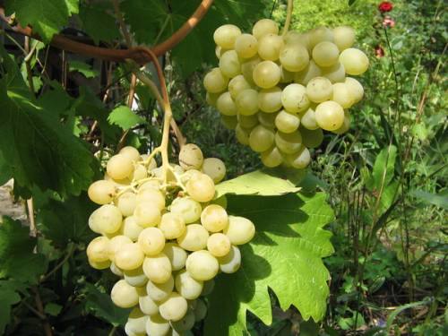 Виноградная лоза (Vitis) Фрумоаса Албэ с фото