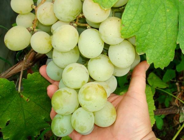 Полное описание сорта винограда кеша с фото