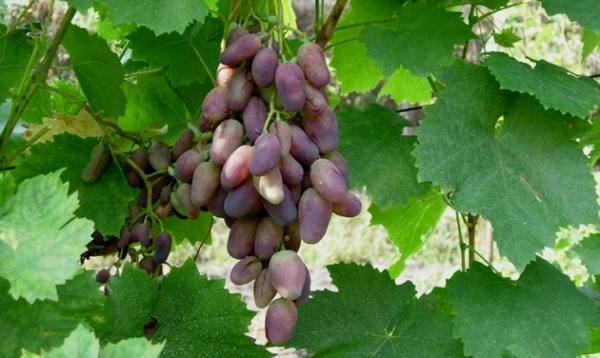 Подробное описание сорта винограда красотка - фото