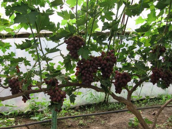 Виноград, посадка и уход в открытом грунте с фото